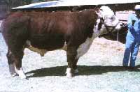 Investigación en nutrición animal