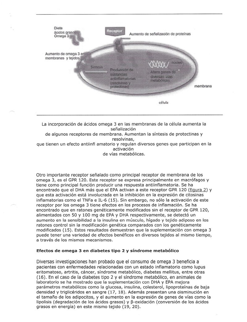 Omega 3, material divulgativo — lámina 11 de 16